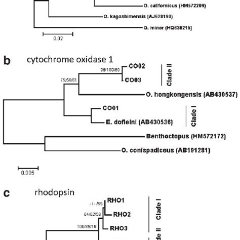 Phylogenetic Relationship Among Octopuses From Southcentral And Eastern