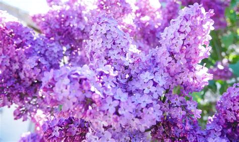 How To Grow A Lilac Bush Plant Care Tips Guide