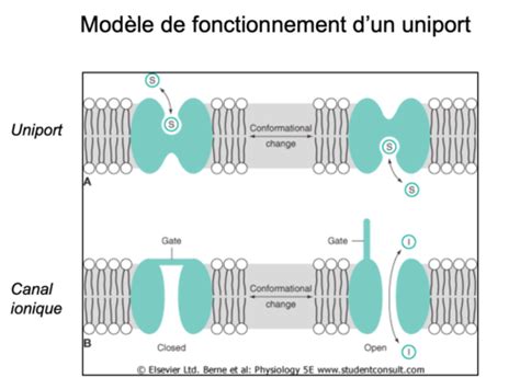 Construction Cellule Transport Membranaire Flashcards Quizlet