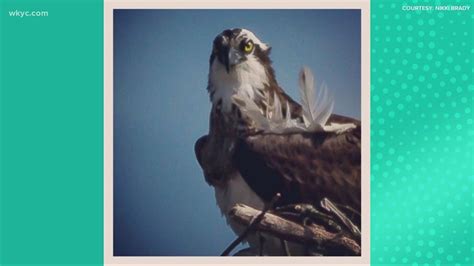 Portage Lakes Residents Upset Over Osprey Nest Removal