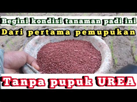 Pemupukan Padi Pertama Tanpa Pupuk Urea Tabur Pupukpadi Youtube