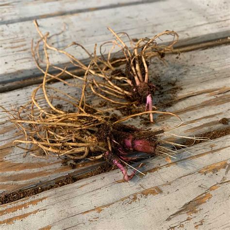 Echinacea Roots - Supreme Cantaloupe - 1 Roots - Orange Flower Bulbs ...