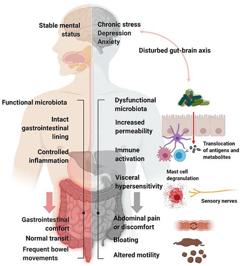 Frontiers Increasing Evidence That Irritable Bowel Syndrome And Functional Gastrointestinal