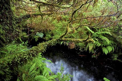 SIARAM Zonas Húmidas Ribeira do Além Ilha de são miguel São