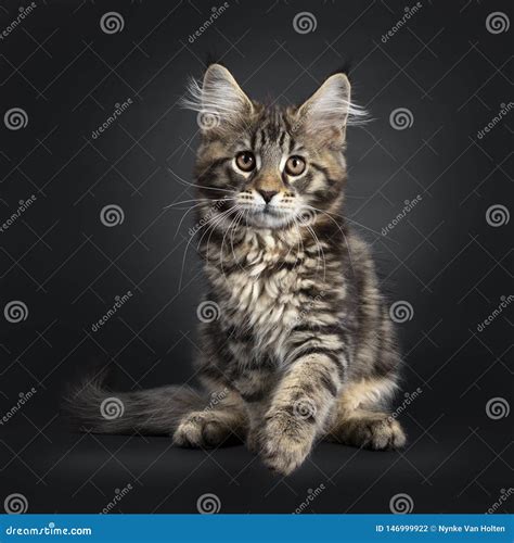 Black Tabby Maine Coon Kitten On Black Stock Photo Image Of Pedigree