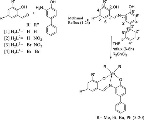 Synthesis Of Schiff Bases 1 4 And Their Diorganotin Iv Complexes 5 20 Download Scientific