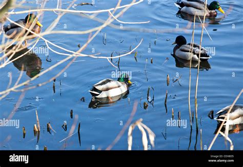 Wild ducks swimming in pond Stock Photo - Alamy