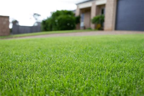 Tiftuf Bermuda Lawn Care Maintenance Barefoot Lawn Care