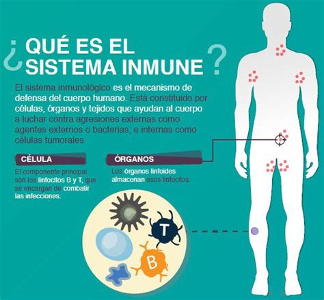 Cap Tulo El Sistema Inmunol Gico Y El Nuevo Coronavirus Conecta Tv