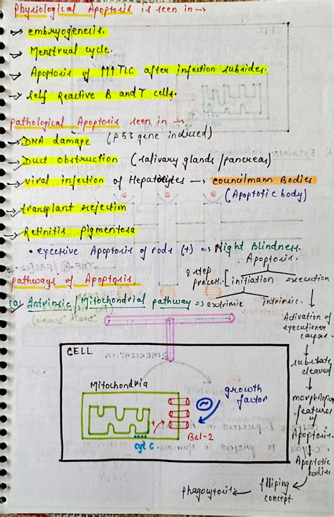 Solution Apoptosis Pathology Notes Studypool