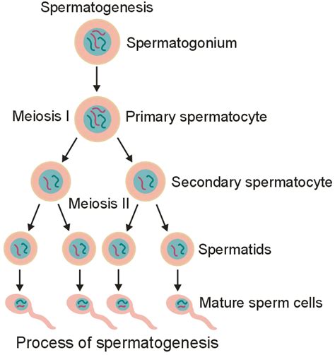 Give A Schematic Representation Of Spermatogenesis In Humans