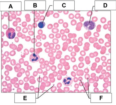 Leukocytes Functions Microscopes Flashcards Quizlet