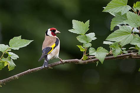 Goldfinch Carduelis Carduelis On Perch Wildlife Garden Wildlife Wild