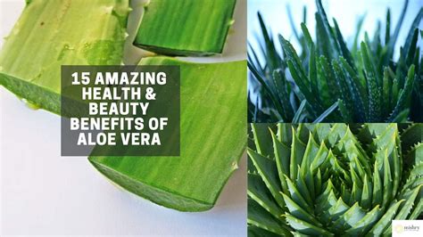 Benefits And Side Effects Of Aloe Vera Ghritkumari