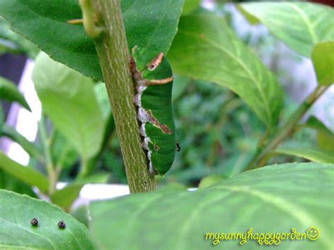 My Sunny Happy Garden Caterpillar On Lemon Plant