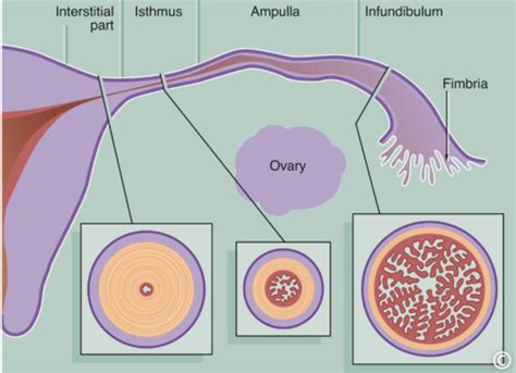 3 Female Reproductive System Histology Flashcards Quizlet