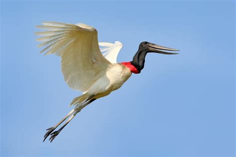 14 Jabiru Stork Facts - Fact Animal