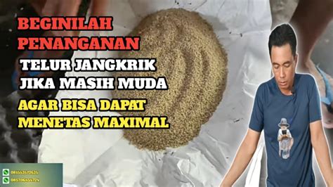 Cara Menetaskantelur Jangkrik Yang Masih Muda Agar Dapat Menetas