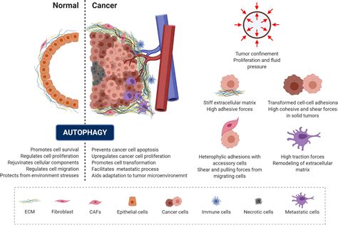 Frontiers Mechanobiology Of Autophagy The Unexplored Side Of Cancer