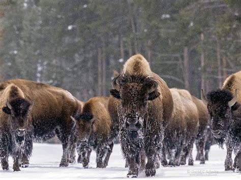 Winter In Yellowstone Photography Tours