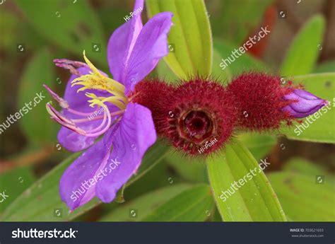 Exotic Purple Wildflower Melastoma Malabathricum Known Stock Photo