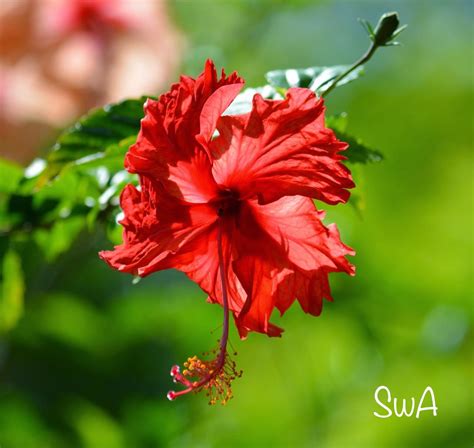 Tropical Biodiversity - Santarém - Pará - Brasil: Ruby red