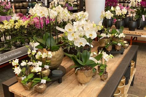 Orchideeën Van Opti Flor Fotoalbums Tuincentrum Osdorp