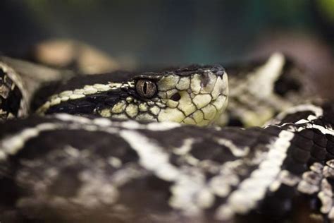 Animais Incr Veis Da Mata Atl Ntica Caracter Sticas E Fotos