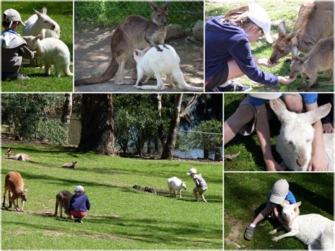 Gorge Wildlife Park | Cudlee Creek - What's on for Adelaide Families & Kids