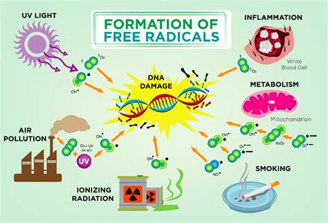 Antioxidants Effect On Immune System At Stella Mann Blog