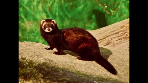 Polecat On A Mission Youtube