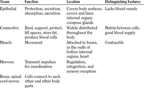 Major Tissue Types Types Of Tissue Structure And Function 2022 10 06