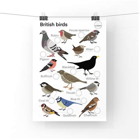 british birds poster etsy uk