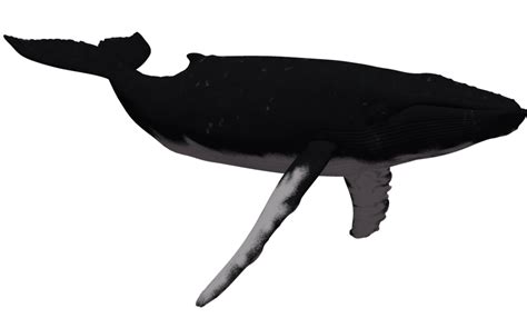 Humpback Whale Clipart Free Download On Clipartmag