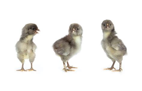 Olive Egger Chickens All You Need To Know: Eggs, Appearance, and More ...