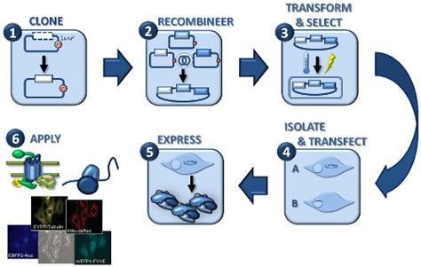 Multi Label Protein Expression In Mammalian Cells