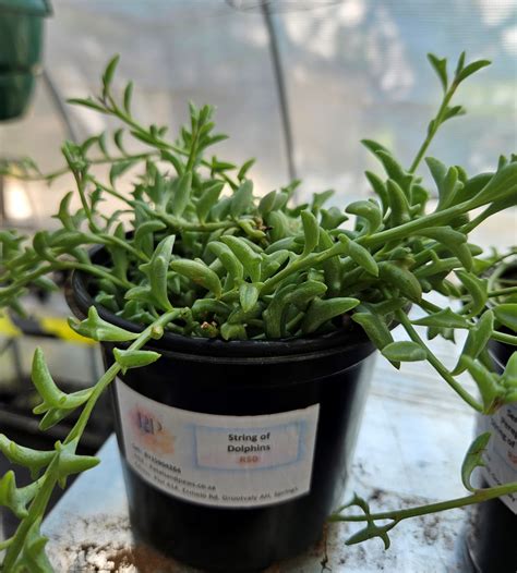 Senecio Peregrinus String Of Dolphins Petals Paws