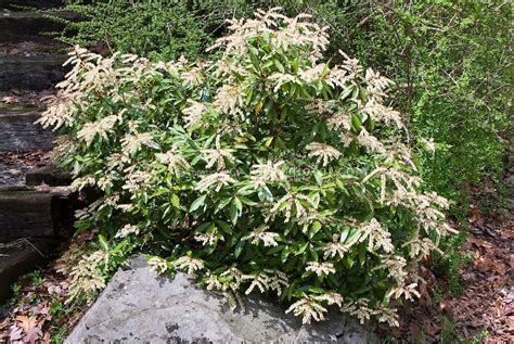 Pieris Japonica Cavatine Dwarf Japanese Andromeda Shrub Bush In