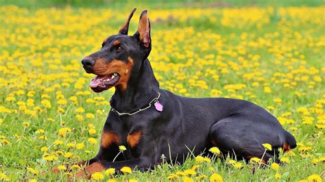 Estas son las mejores razas de perros guardianes tipos y características