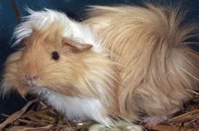 Skinny Pig For Sale Australia Elin Hatchett