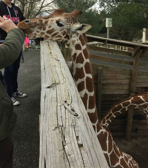 Visiting the Metro Richmond Zoo