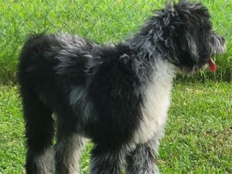 6 Best Giant Schnoodle Breeders in the U.S.!