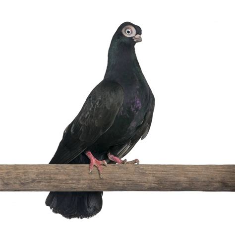 12 Most Bizarre Fancy Pigeon Breeds Pigeon Breeds Cute Pigeon Pet