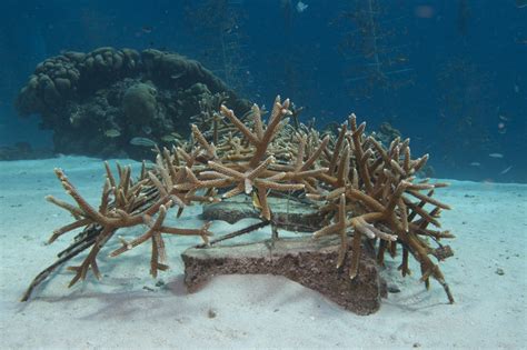 What You Always Wanted To Know About Coral Reef Restoration