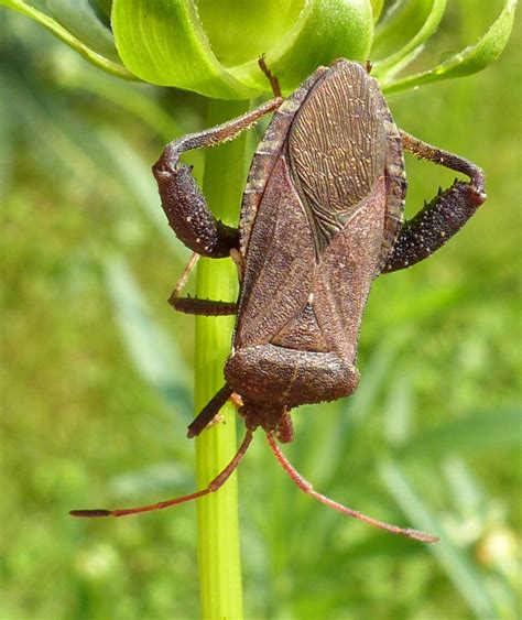 Helmeted Squash Bug TVA Worthington Cemetery Small Wild Area