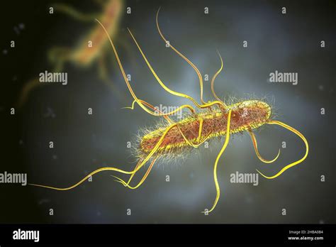 Escherichia Coli Bakterien Computer Illustration E Coli Ist Ein