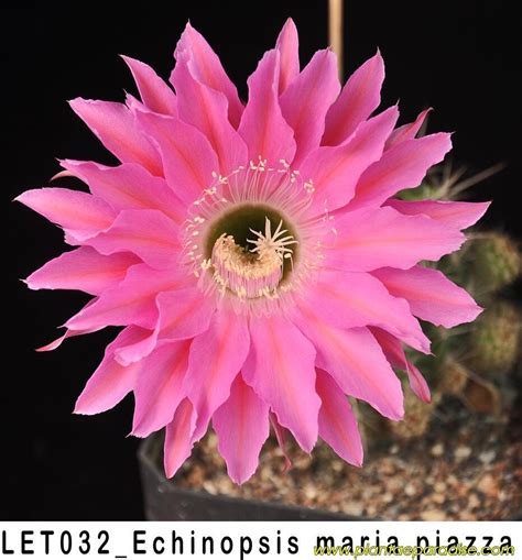 Echinopsis Hybrid Maria Piazza Schick 1373 52 India S 1 Online