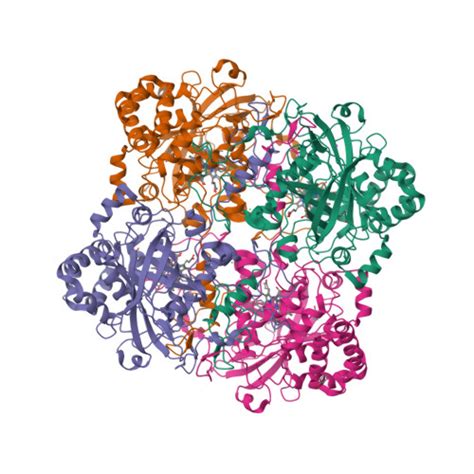 Rcsb Pdb Qon Structure Of Bacillus Pumilus Catalase With Catechol