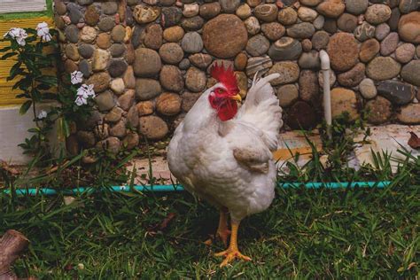 Cornish Rock Chicken Raising Cornish Cross Chickens Week 2 Queen Of