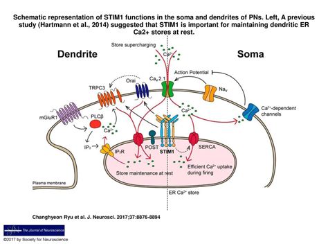 Schematic Representation Of Stim Functions In The Soma And Dendrites